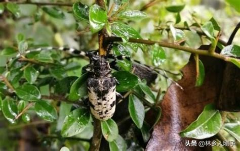 家裡出現天牛代表什麼|天牛進屋的寓意具體是什麼？飛進家裡好不好？